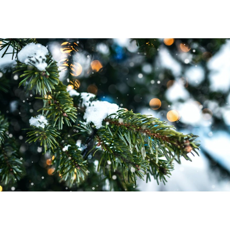 bio Weihnachtsbaum 1,00 bis 1,50 m (wird am 17.12. geliefert)
